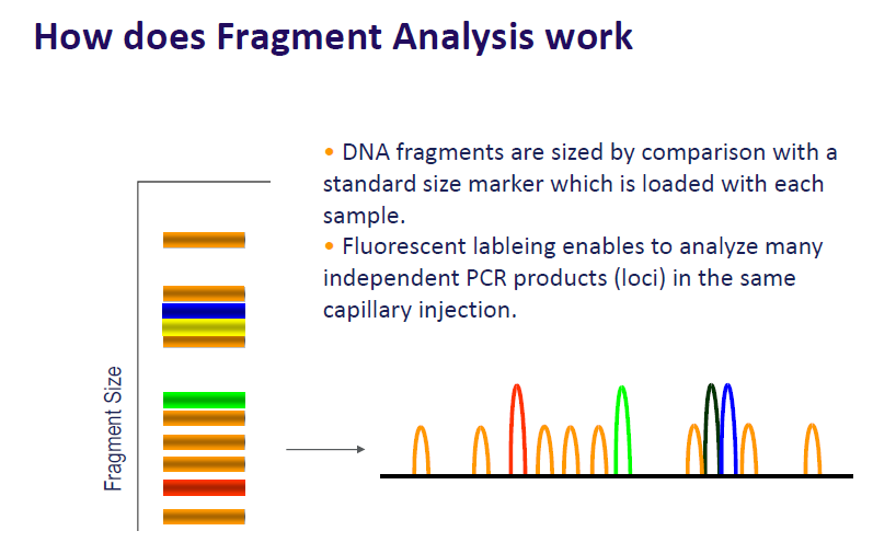 Fragment Analysis