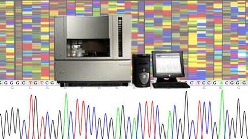 Sanger sequencing 3730XL Applied Biosystems